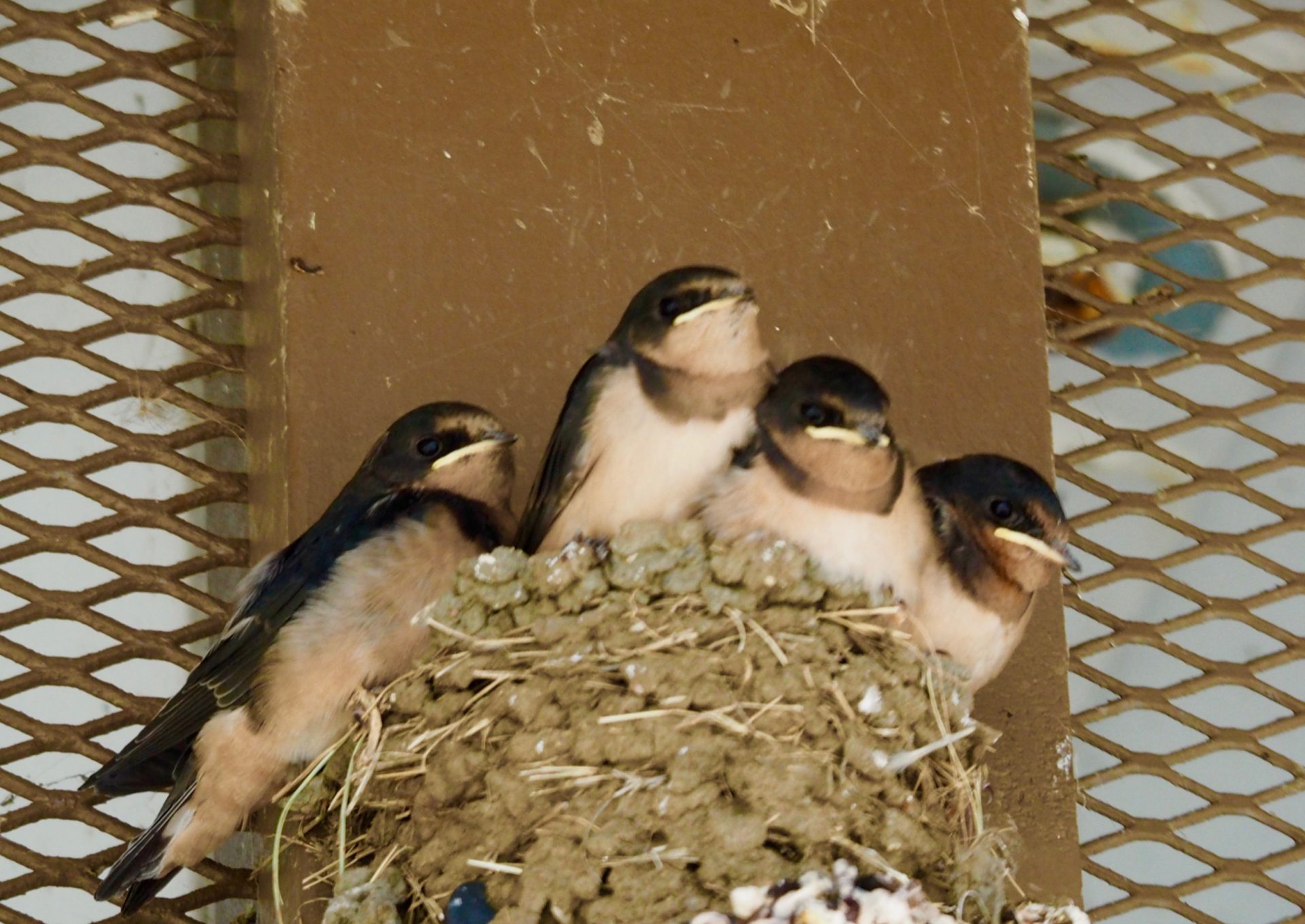Four Baby Barn Swallows