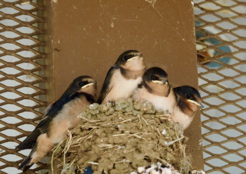 Four Baby Barn Swallows