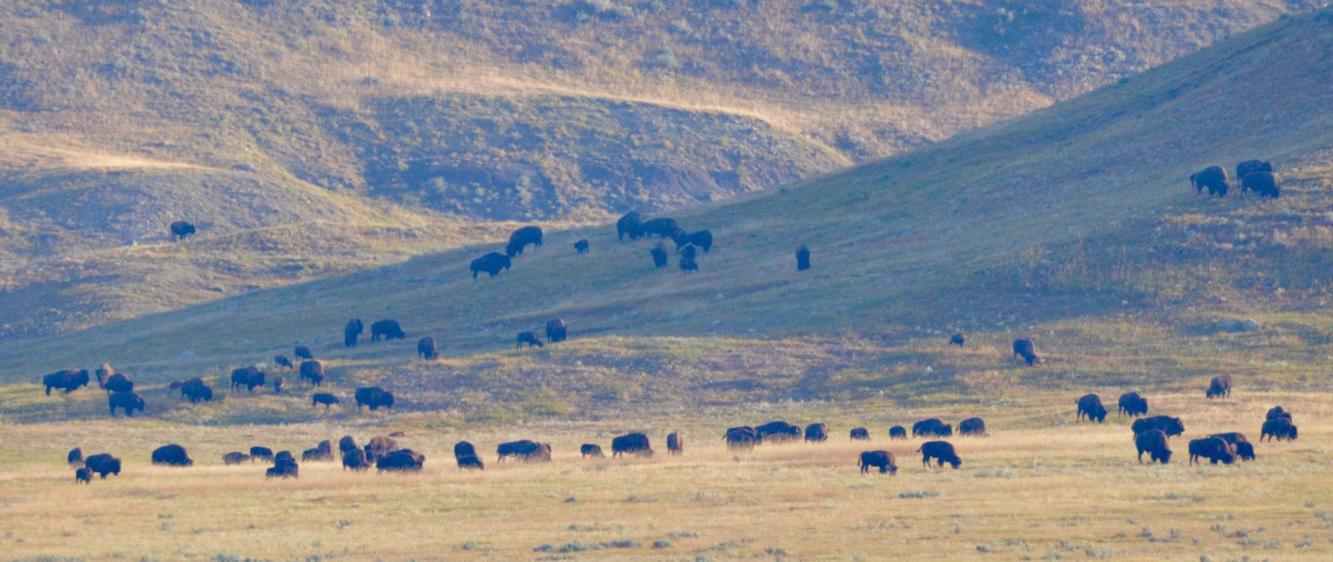 Grasslands National Park Bison Herd