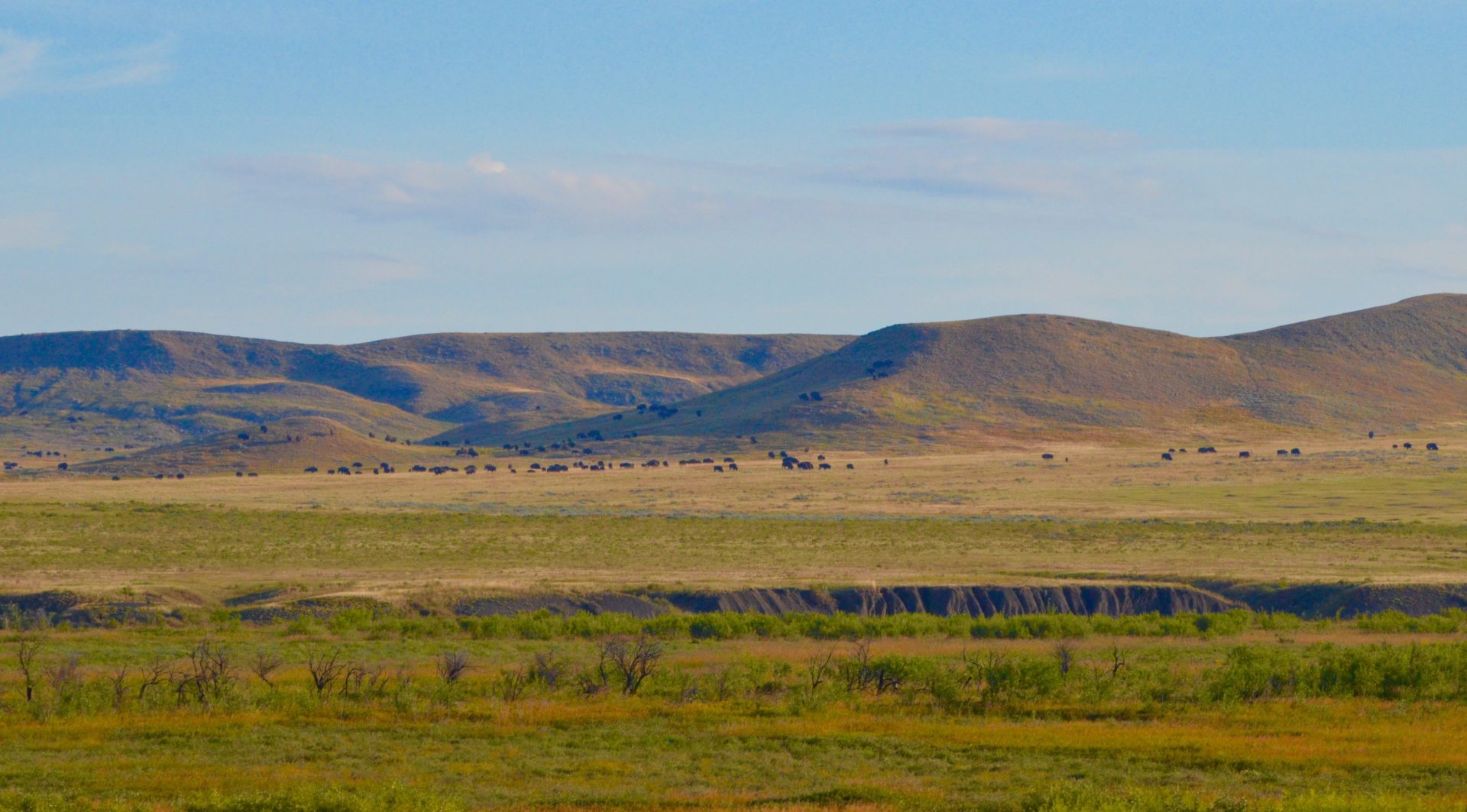 Grasslands National Park Bison Herd