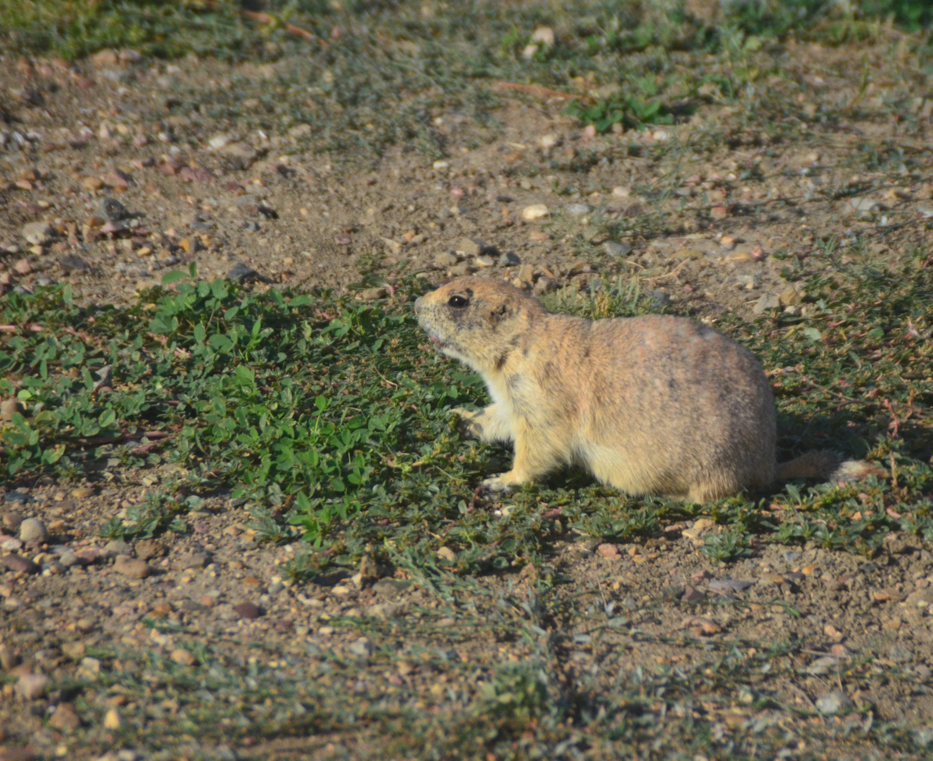 Grasslands National Park prairie dog
