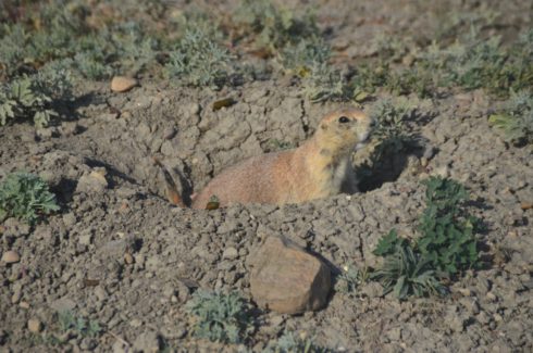 Prairie Dog 3