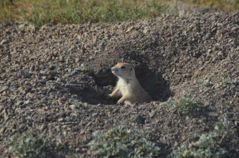 Prairie Dog 2