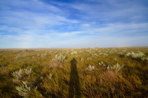 So This is What a Prairie Looks Like