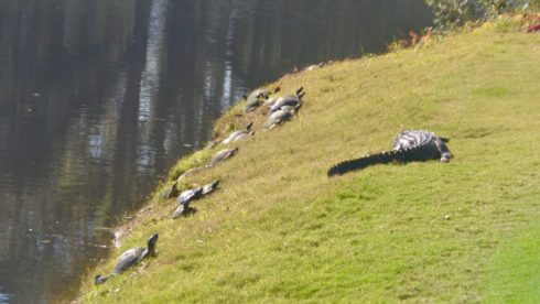 Alligator and Turtles Beside #14 green