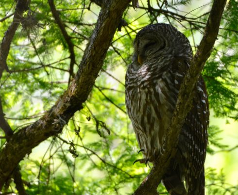 Barred Owl, Corkscrew Sanctuary