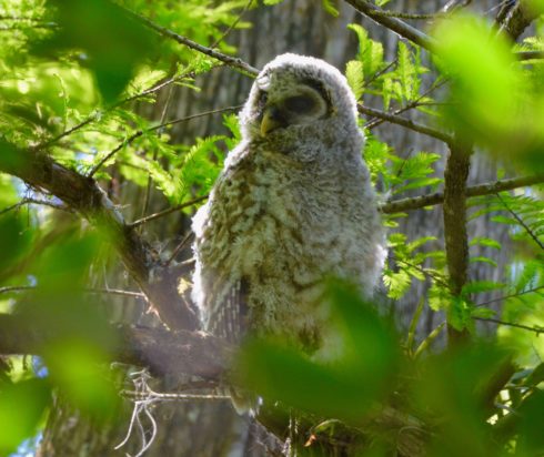 Barred Owlet, Corkscrew Sanctuary