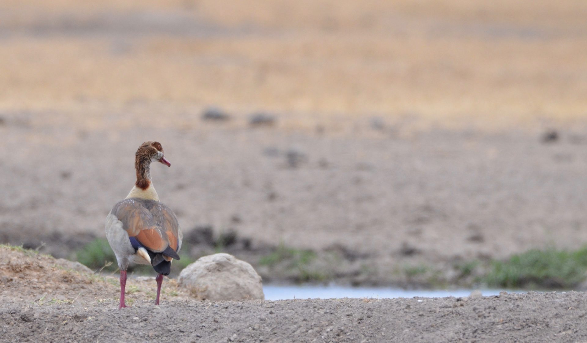 Egyptian Goose, Sweetwaters Camp