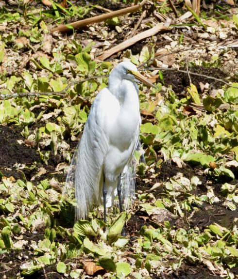 Great Egret in Breeding Plumage, Corkscrew Sanctuary