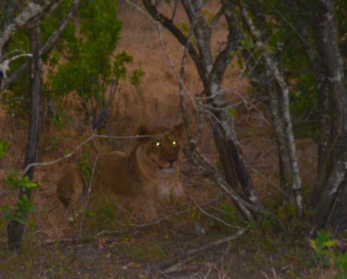 Lone Lioness