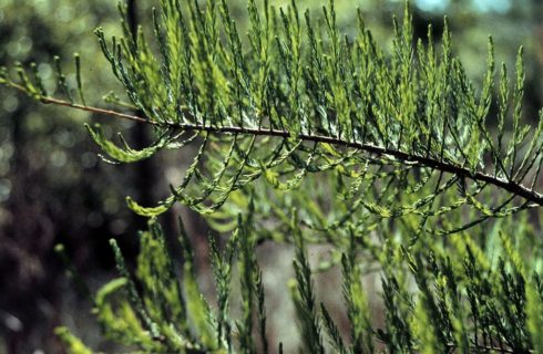 Pond Cypress Needles