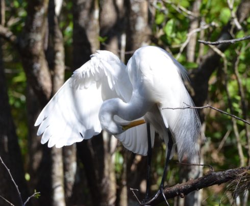 Angelic Egret