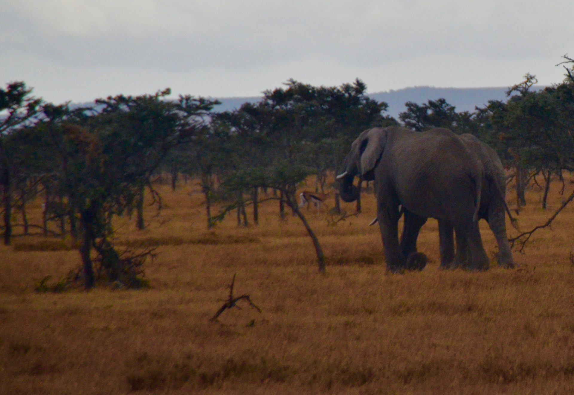 Retreating Elephants