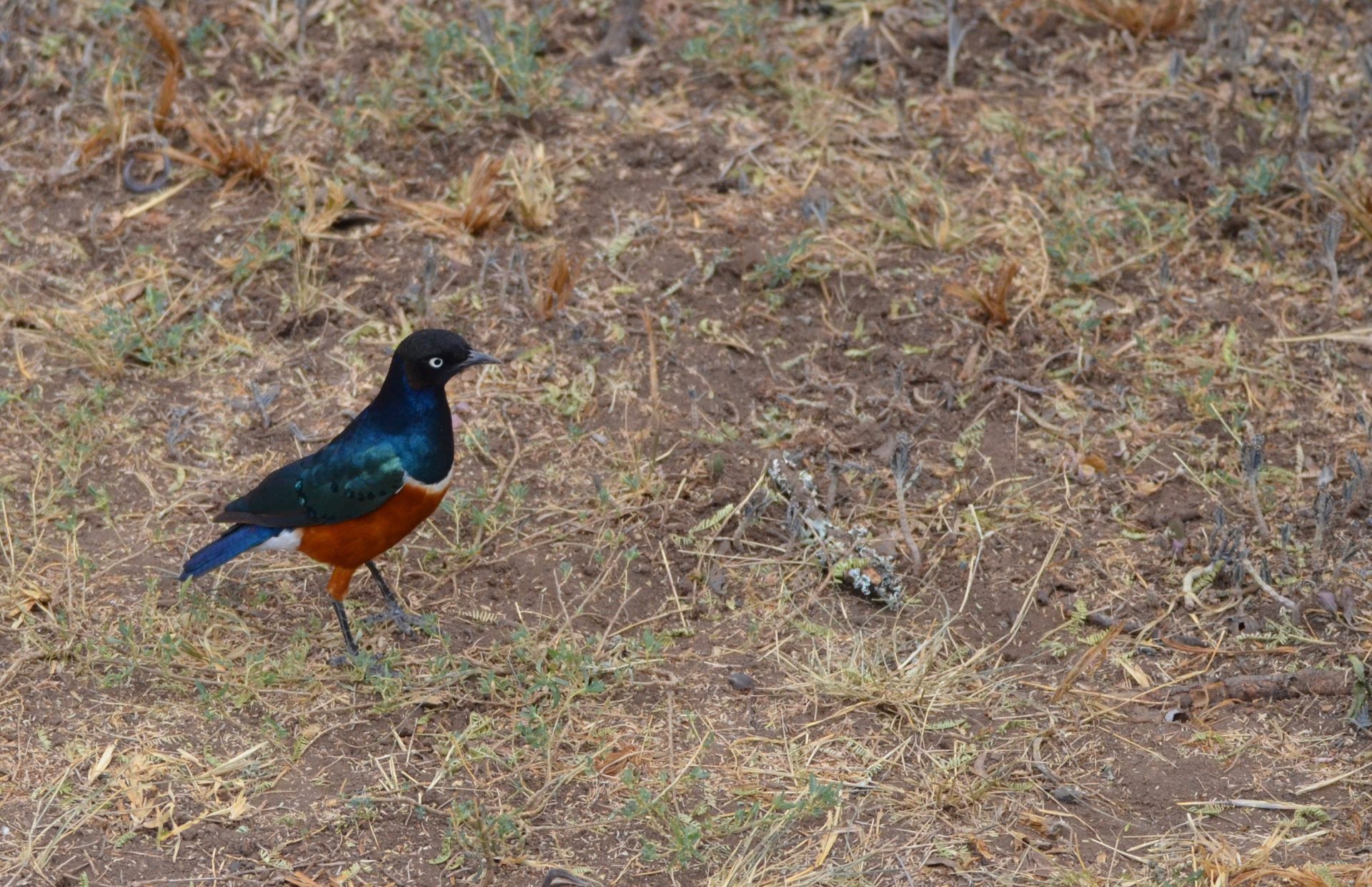 Superb Starling, Sweetwaters Camp