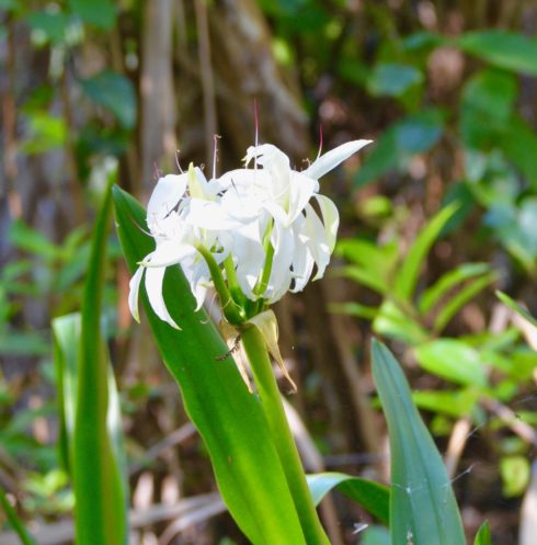 Swamp Lily, Corkscrew Sanctuary