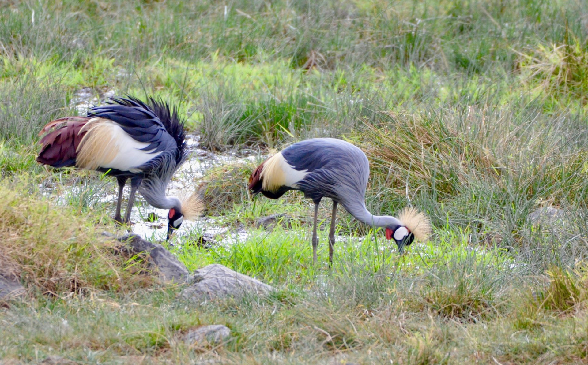 Crowned Cranes , Lake Nakuru