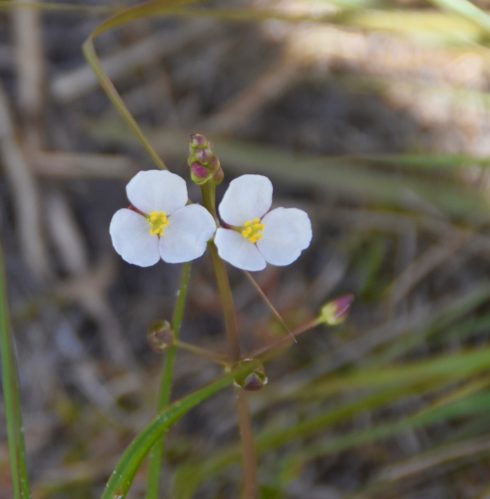 Kissimmee Prairie Flower 2