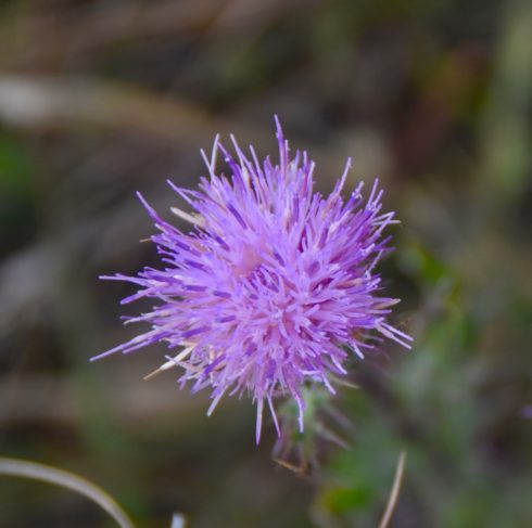 Kissimmee Prairie Flower 4