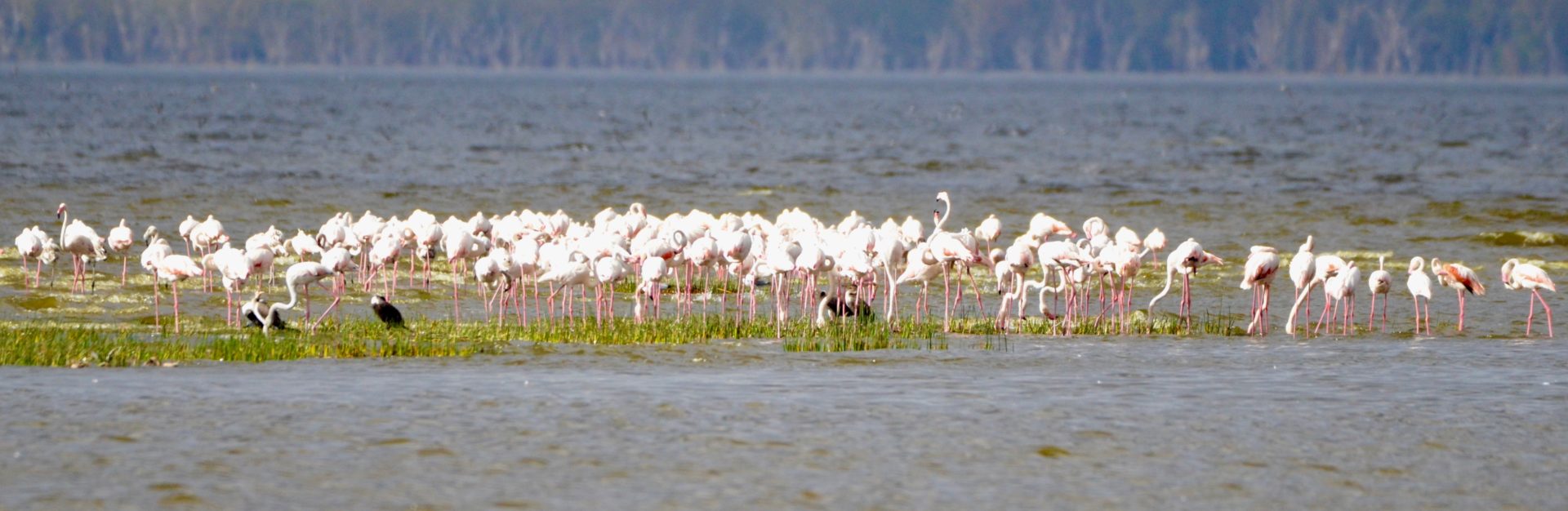 Lake Nahuru Flamingos