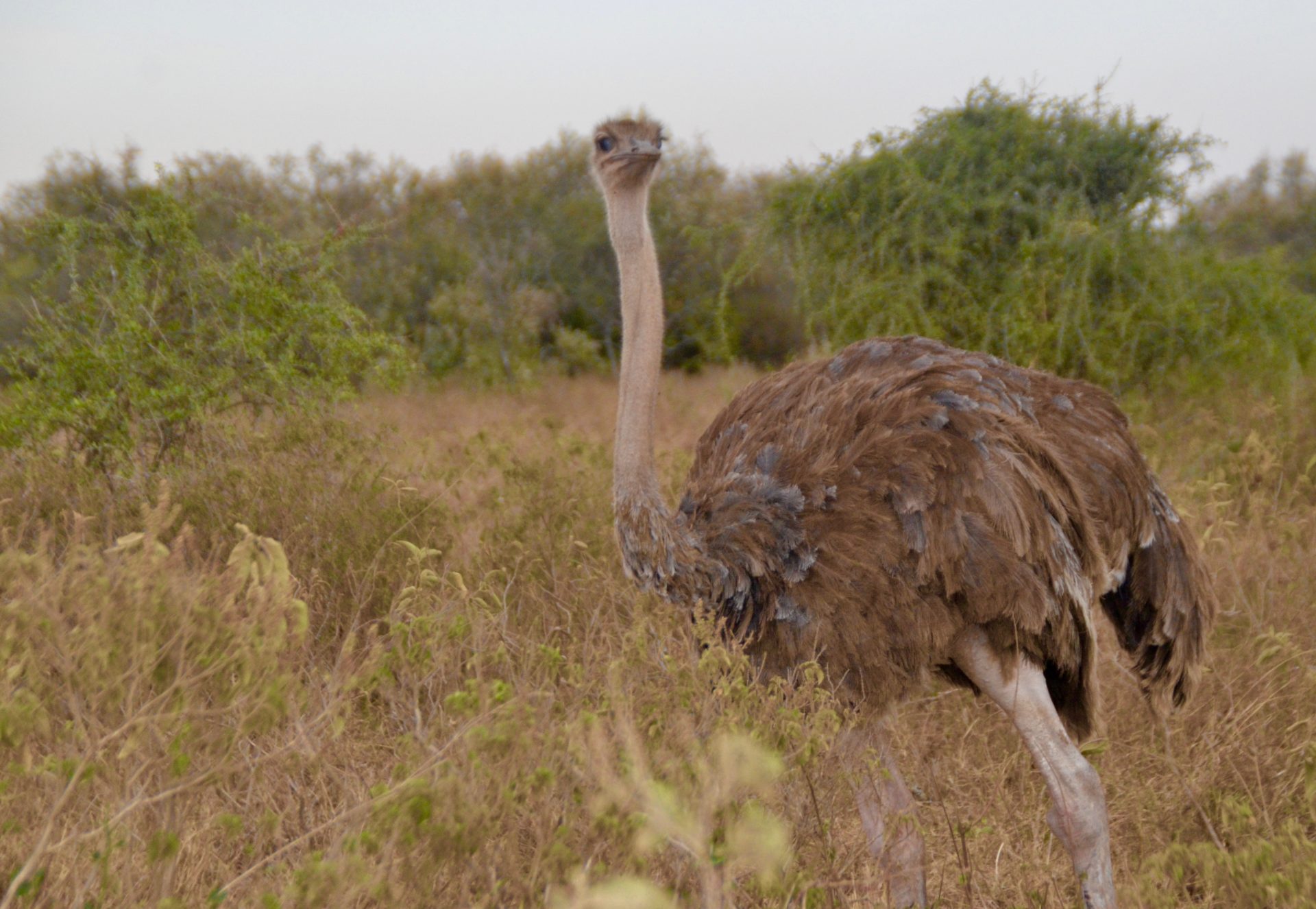 Female Ostrich, Lake Nakuru