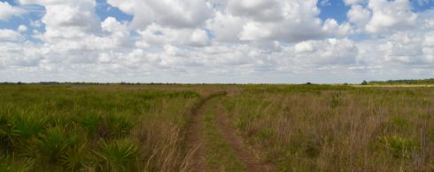 Path Through the Prairie, KIssimmee Prairie