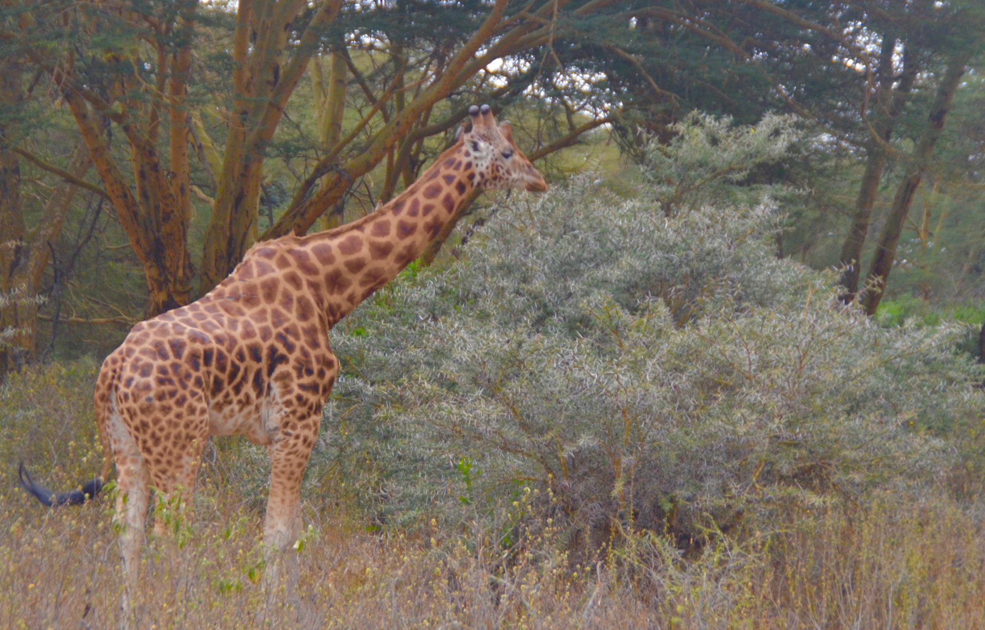 Rothschild's Giraffe, Lake Nakuru