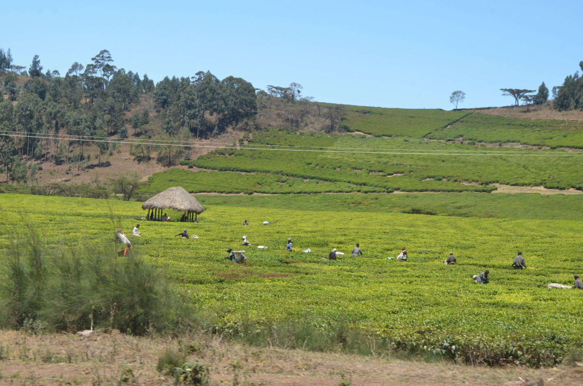 Tea Plantation Workers