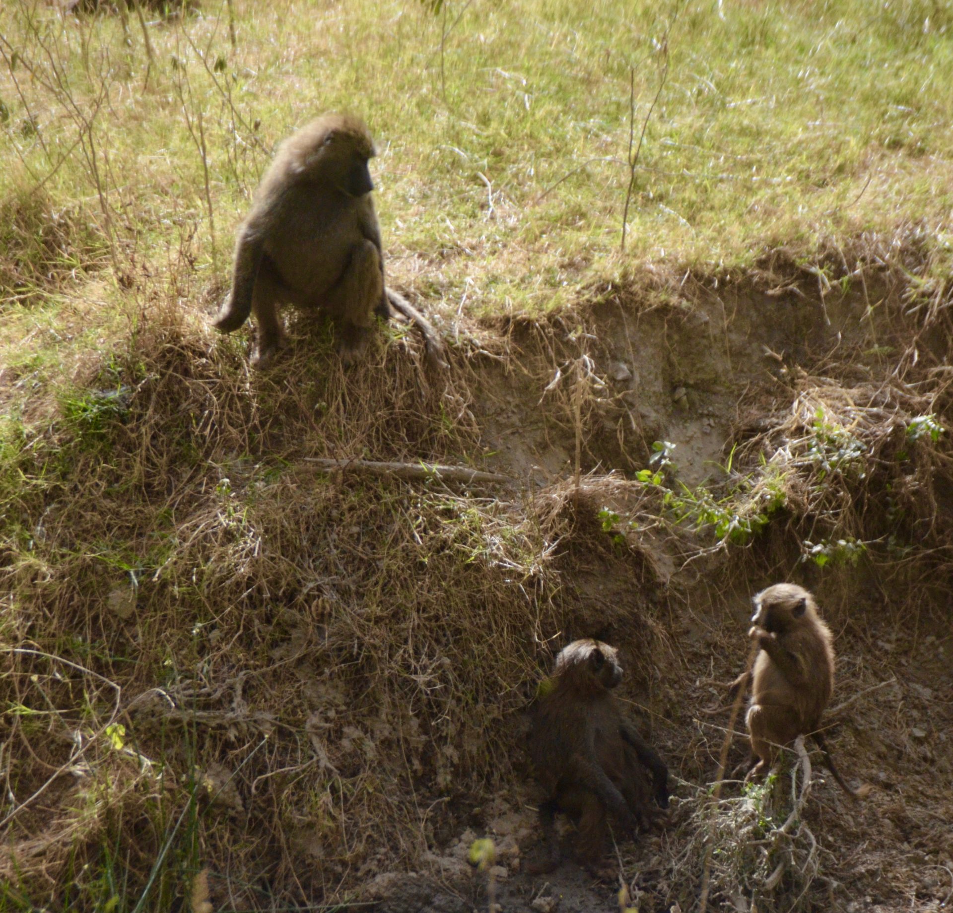 Three Baboons, Lake Nakuru