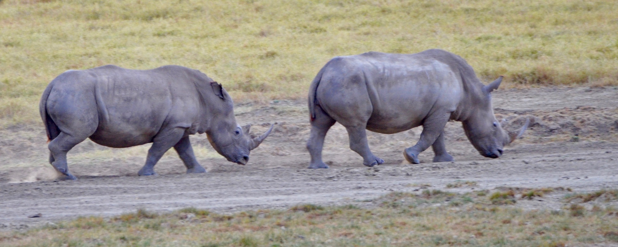 Two White Rhinos, Lake Nakuru