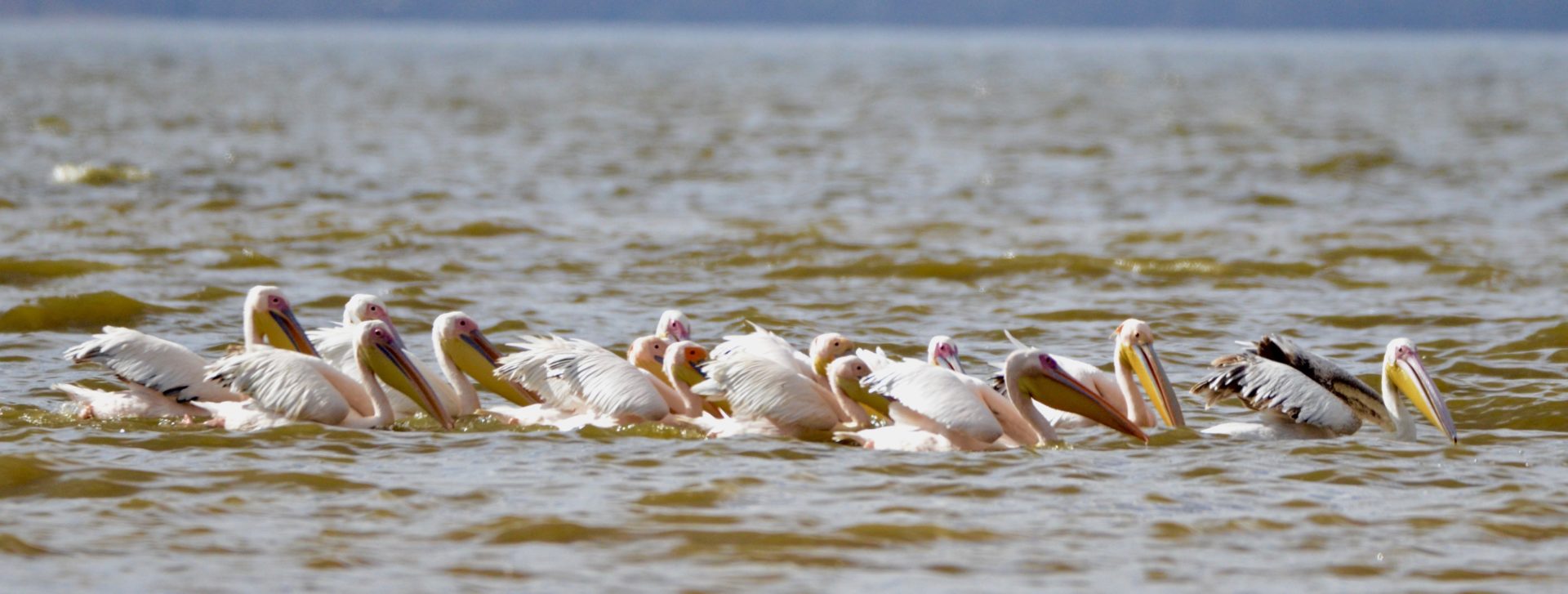 White Pelicans, Lake Nakuru