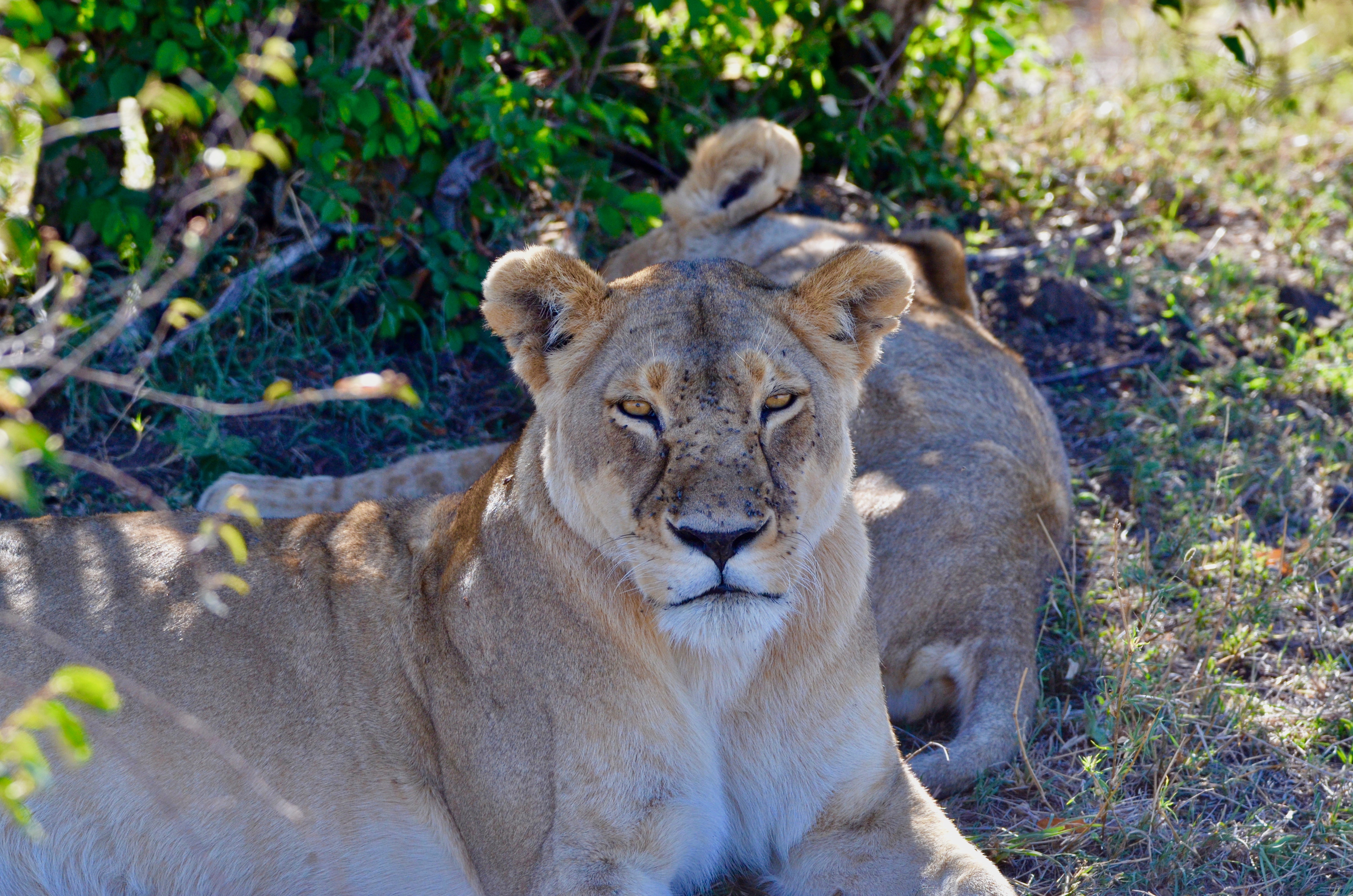 Lioness Staring at Me