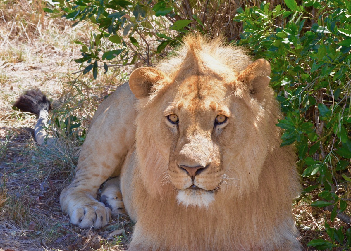 Lion Brother, Masai Mara