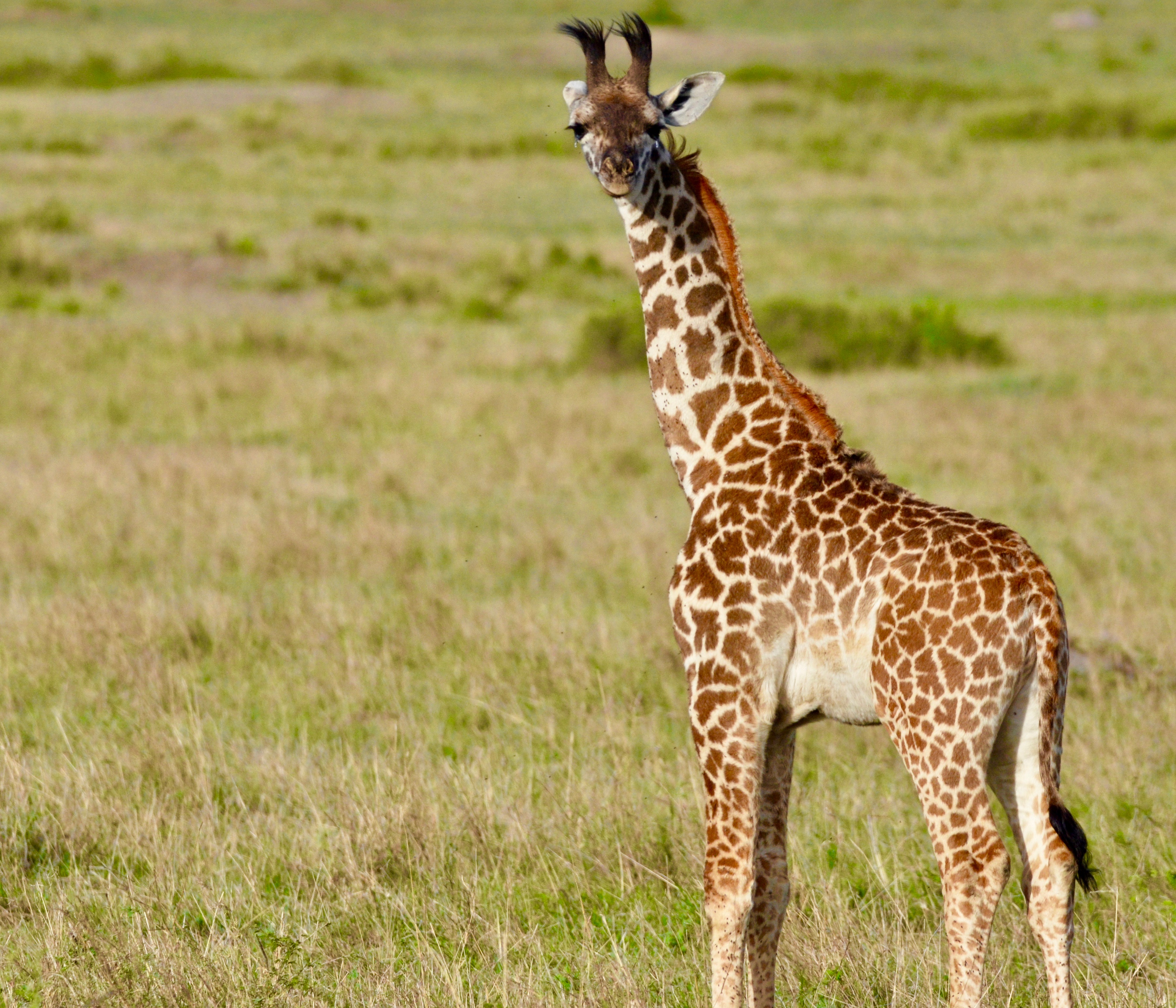 Baby Masai Giraffe 