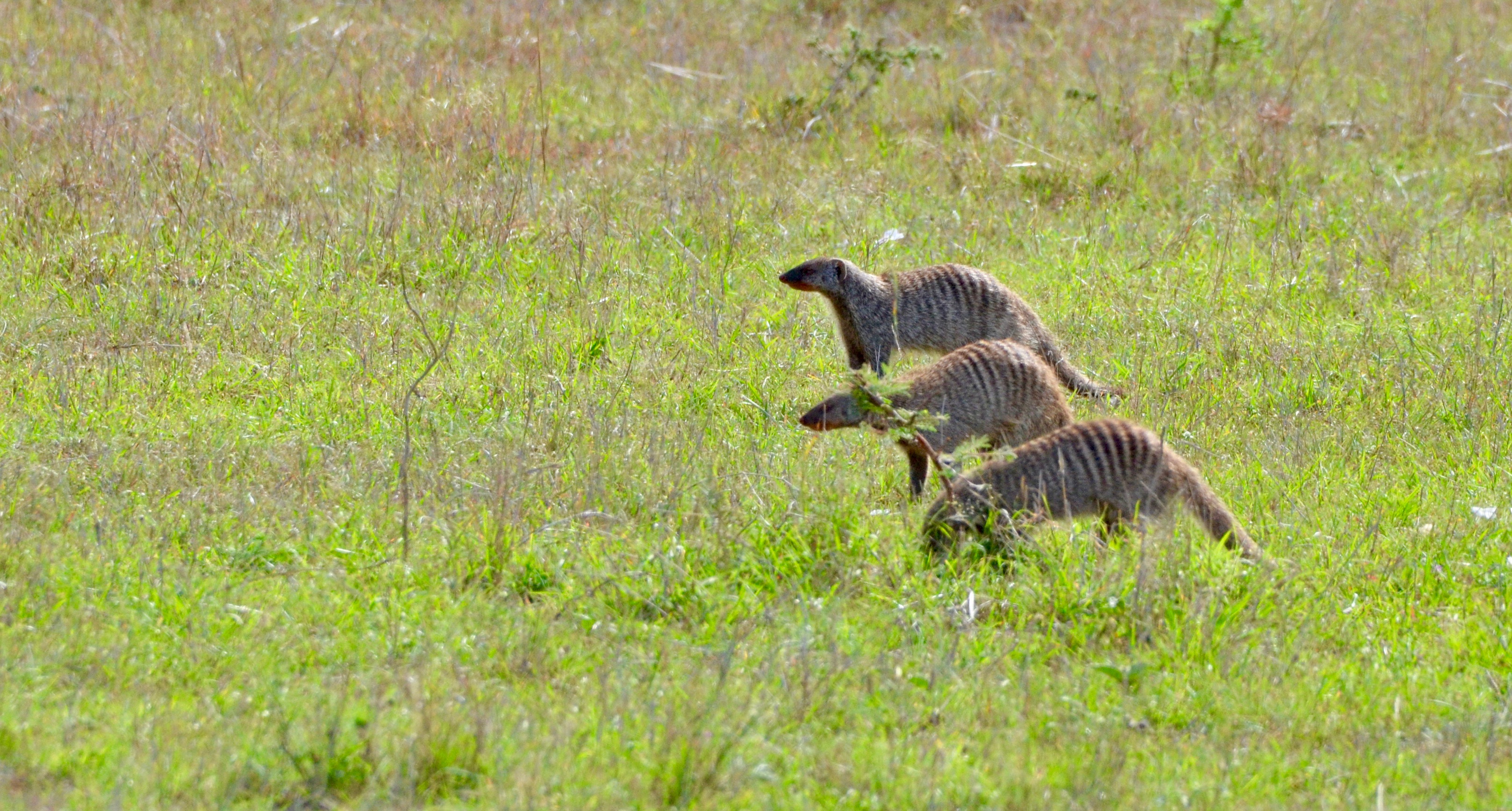 Banded Mongoose, Masai Mara