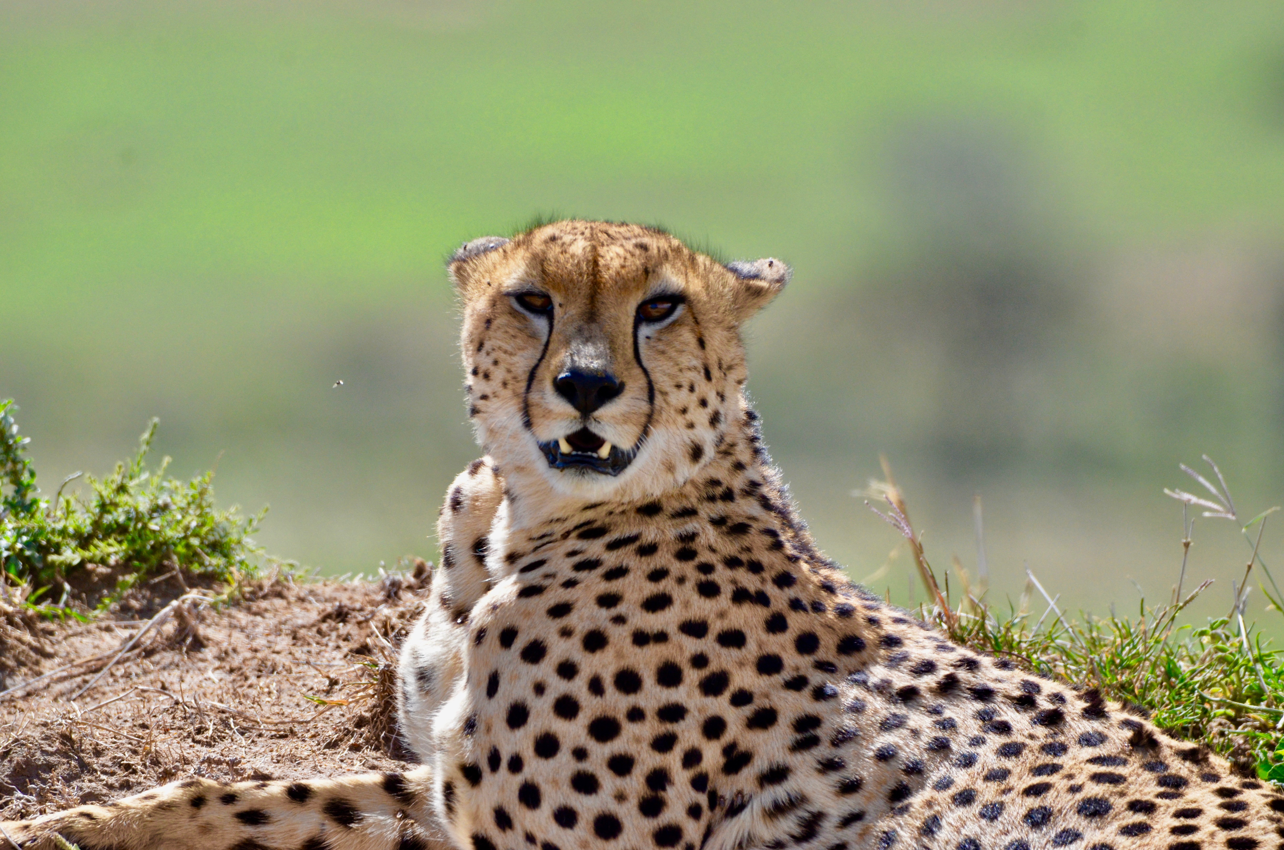 Magnificent Cheetah, Masai Mara
