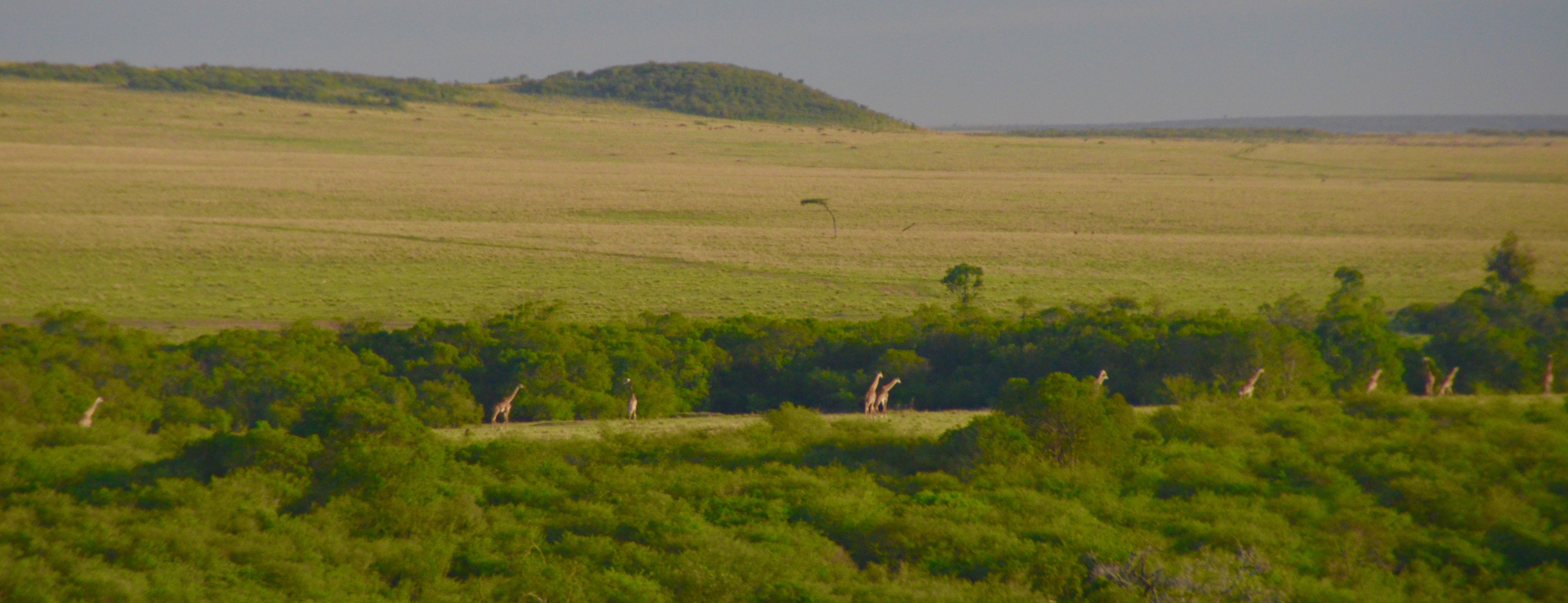 Giraffes on the Move, Masai Mara
