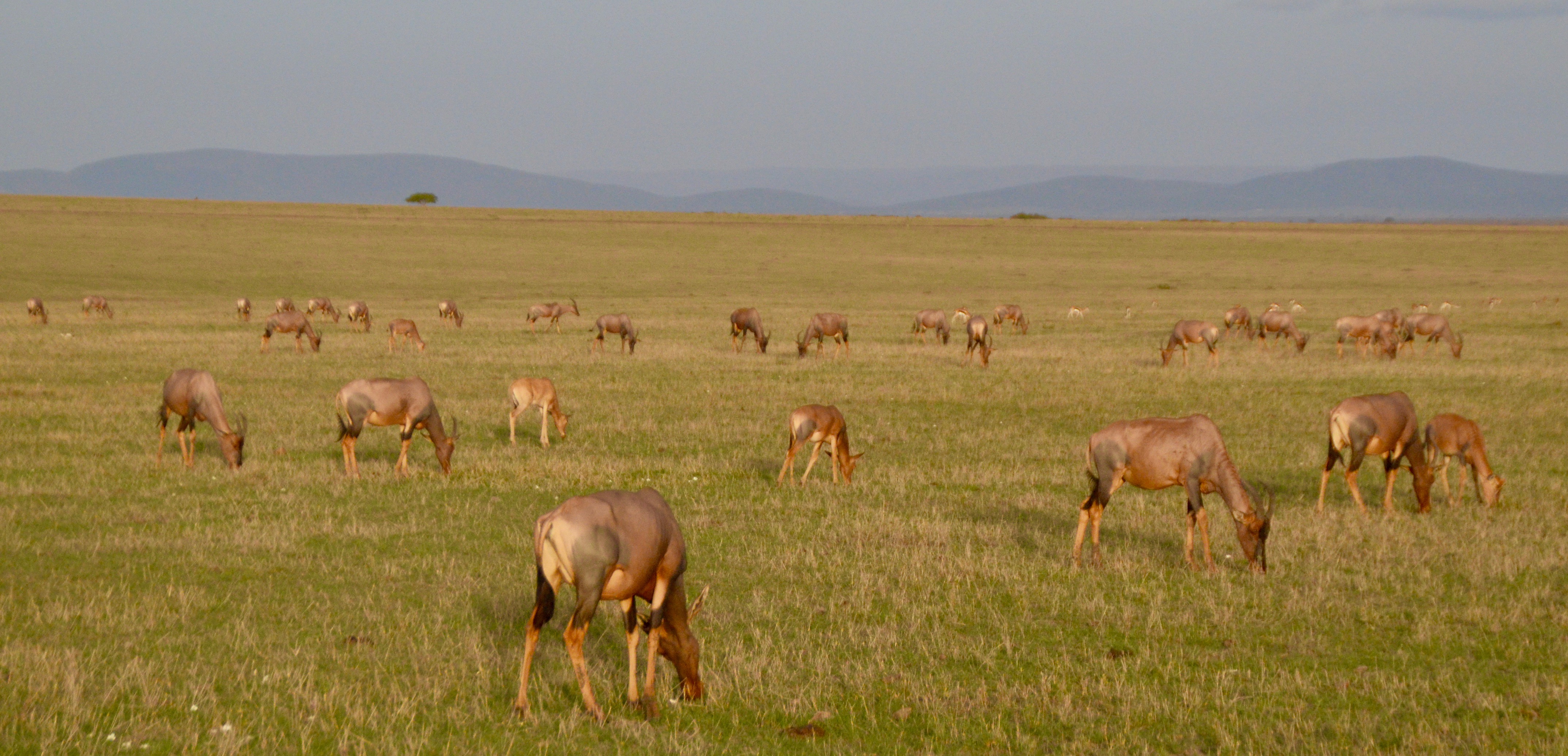 Grazing Herd of Topi, Masai Mara