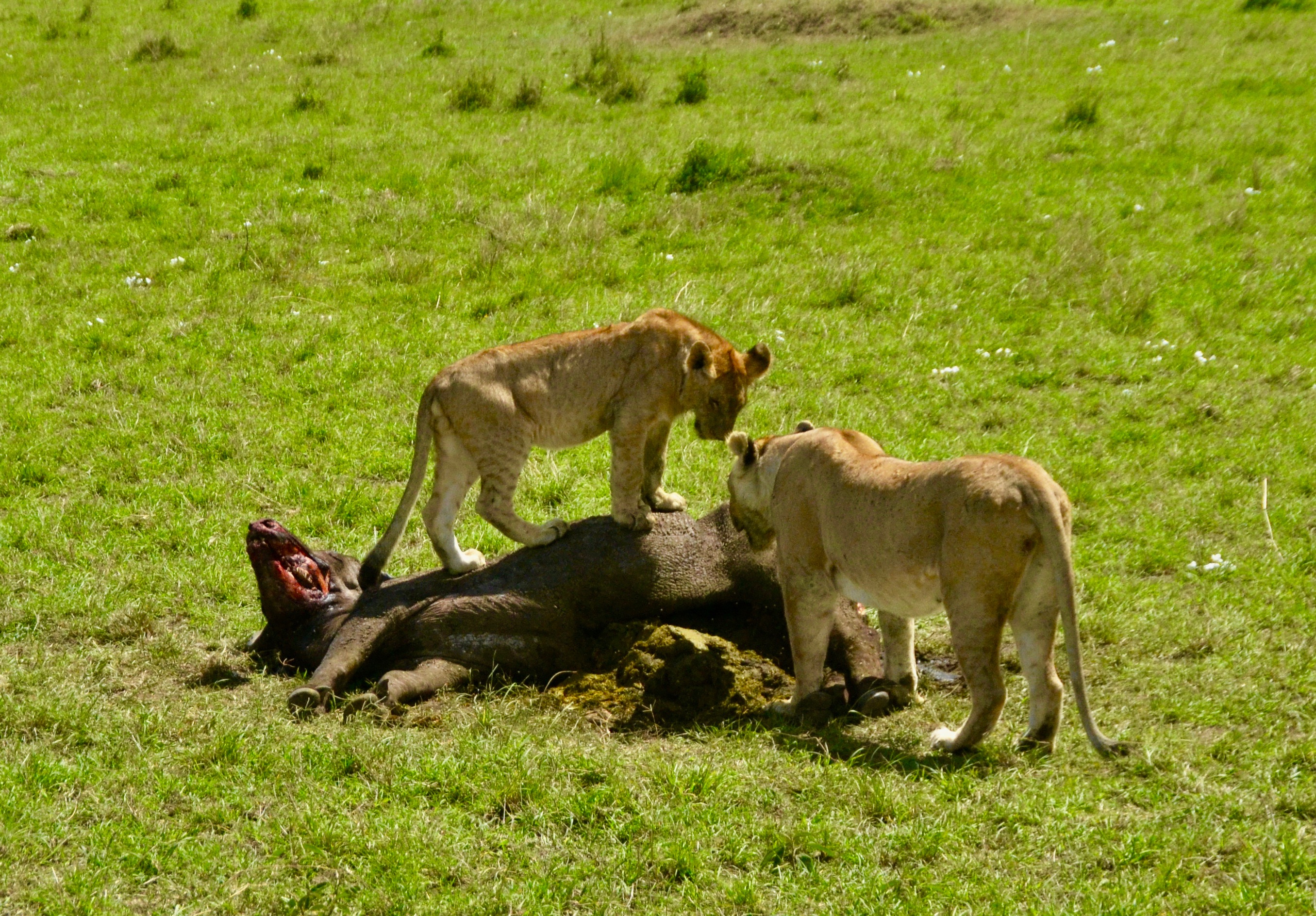 On Top of the Kill, Masai Mara