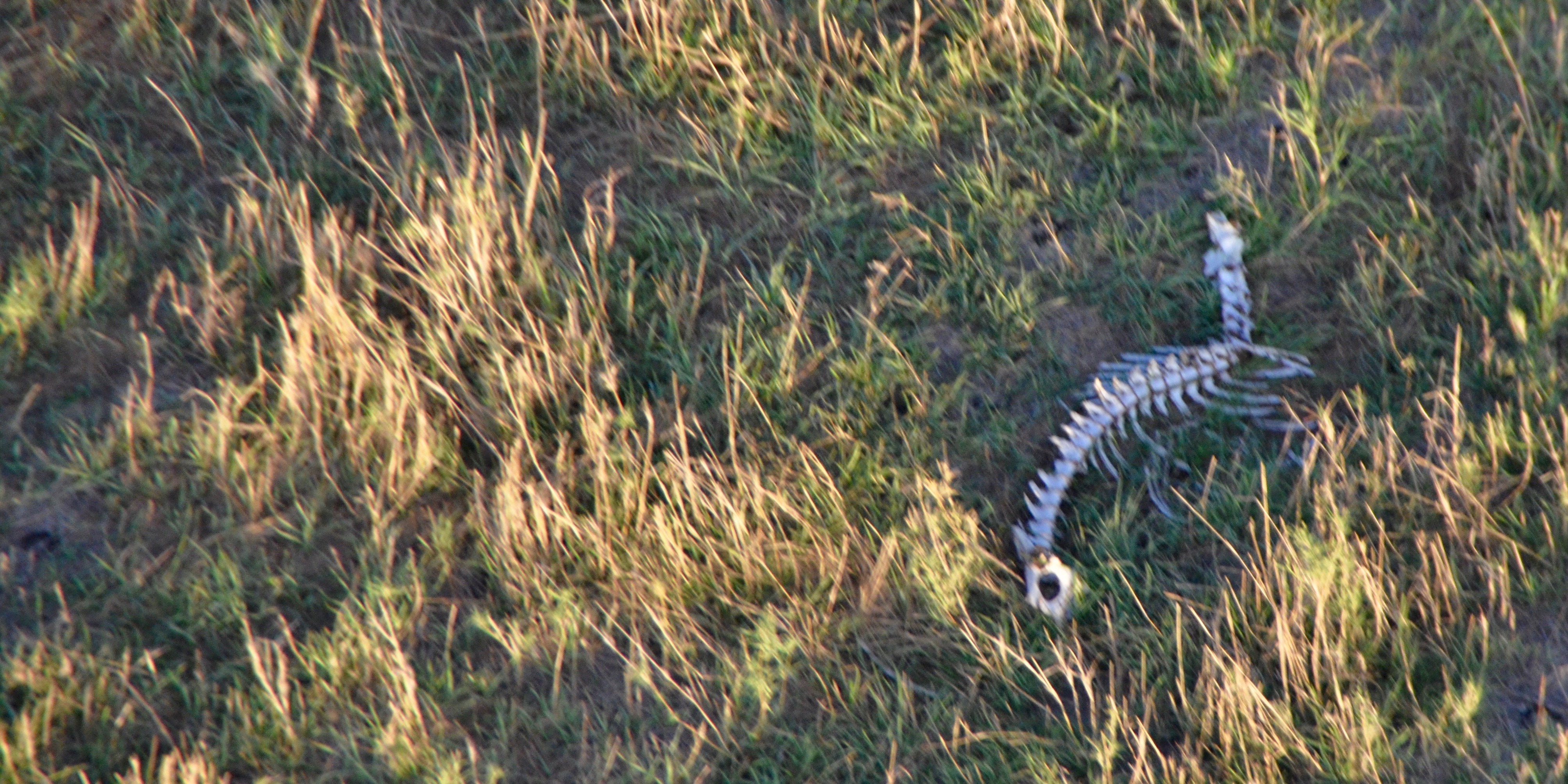 Skeleton Below, Masai Mara