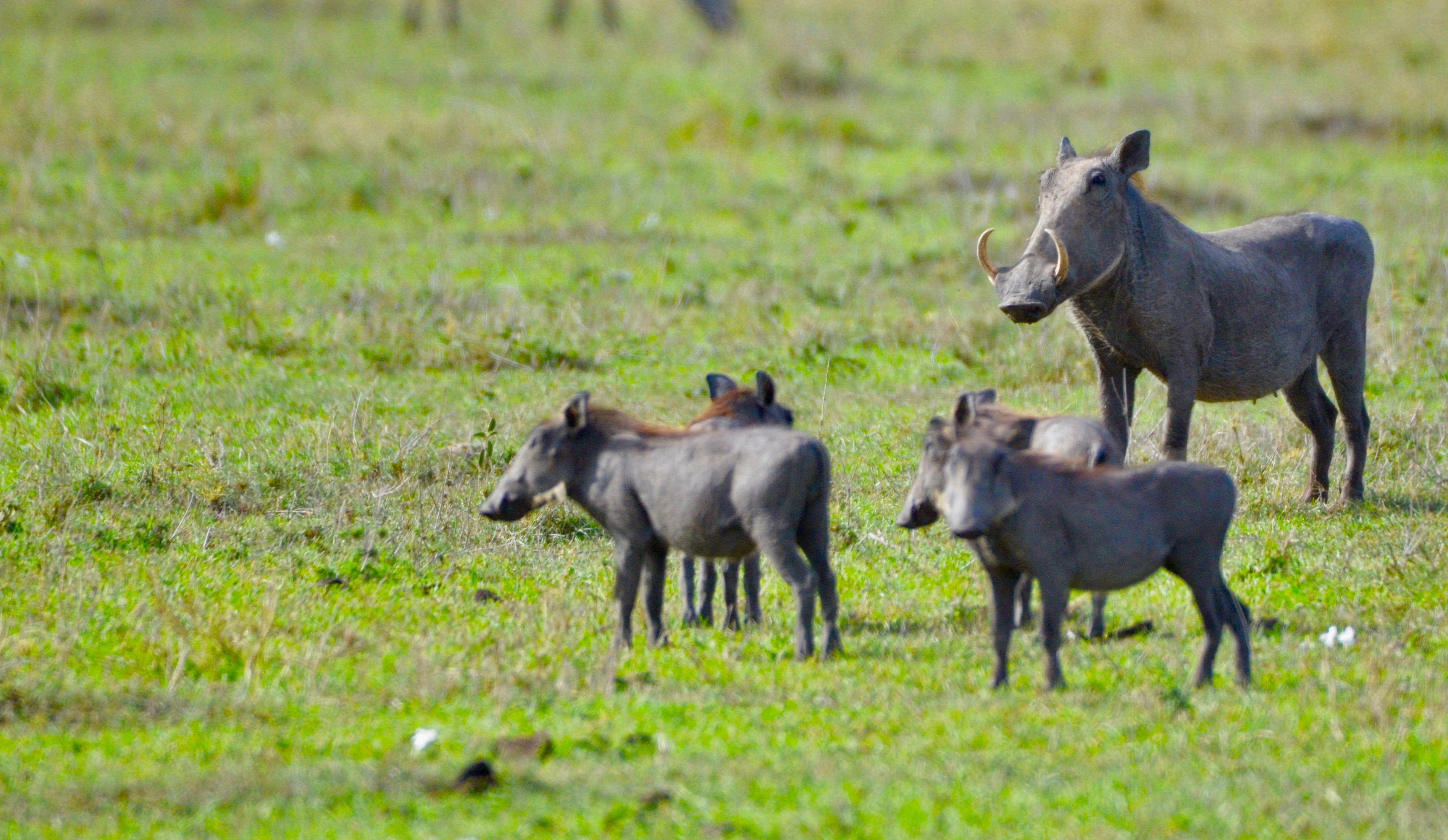 The Warthogs