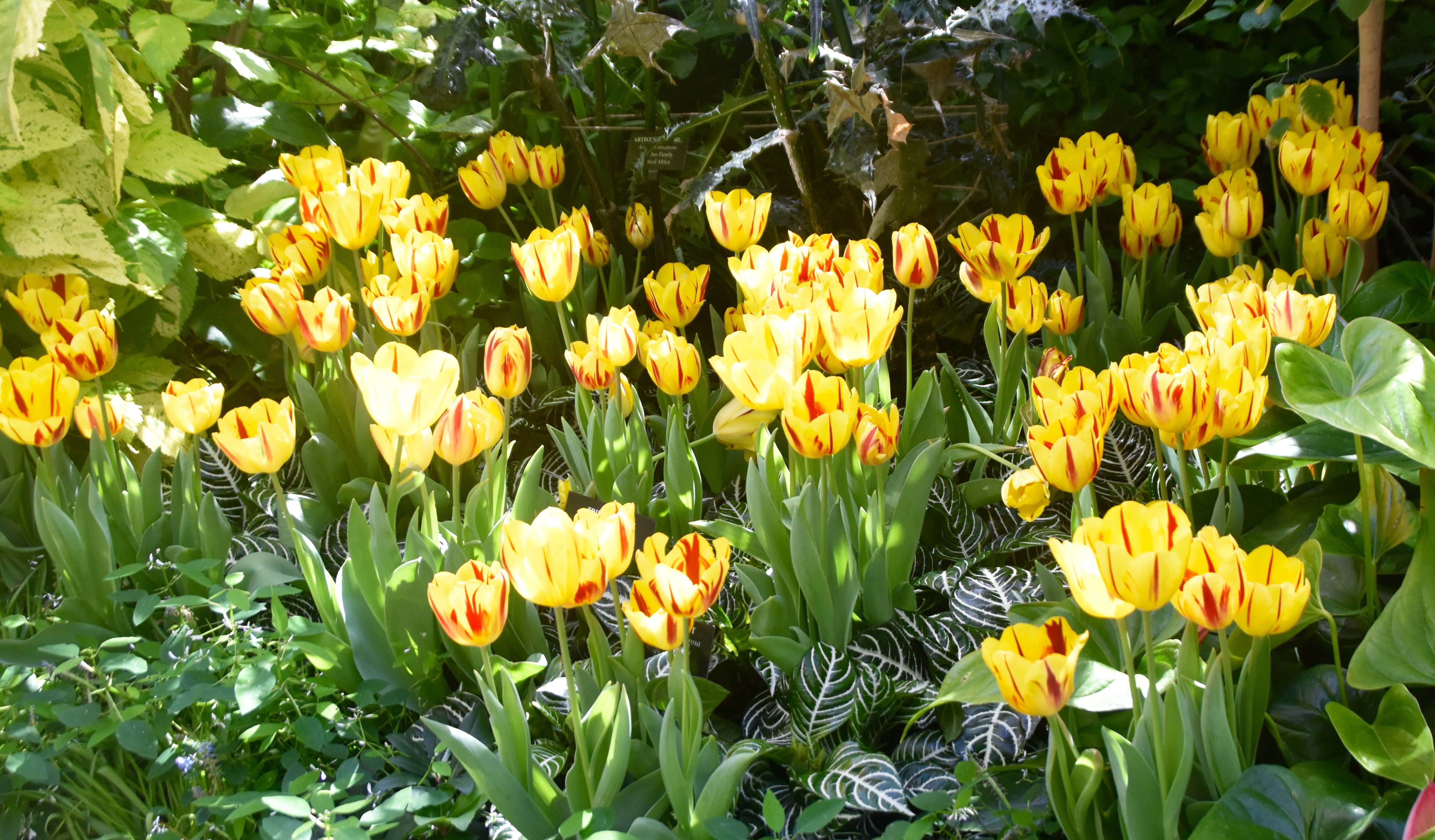 Tulips, Longwood Gardens