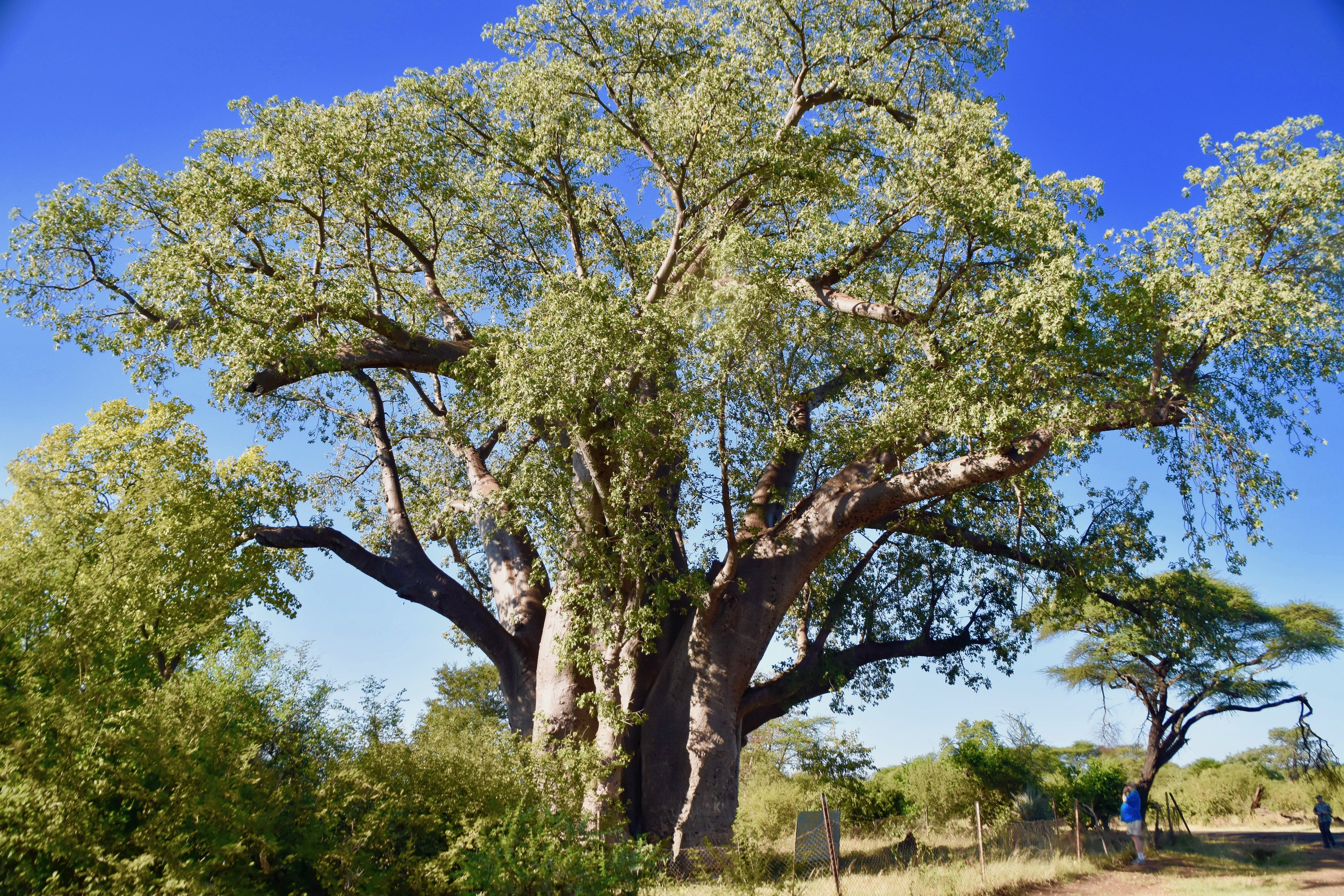 1200 Year Old Baobab