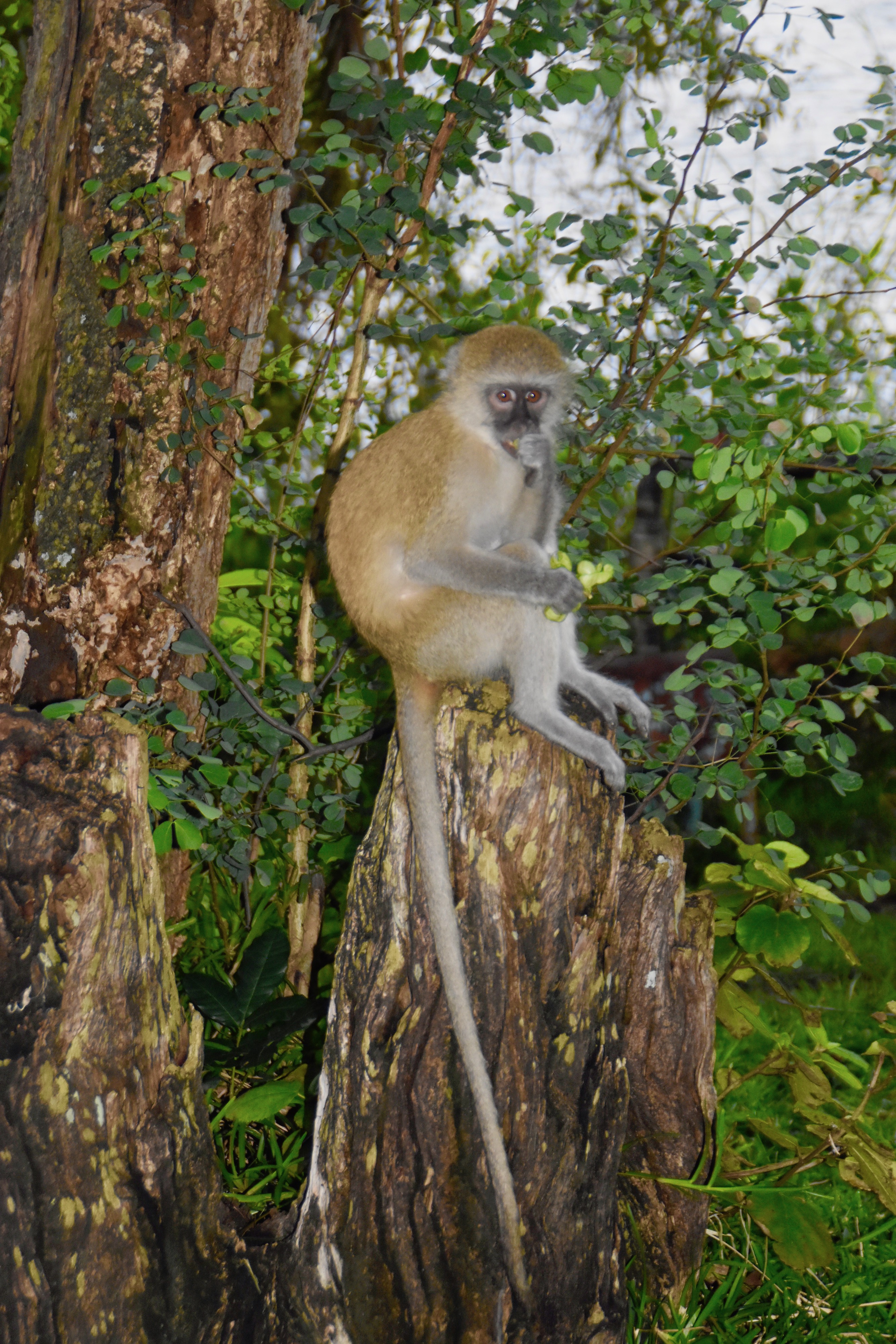 Monkey at A'Zambezi Lodge