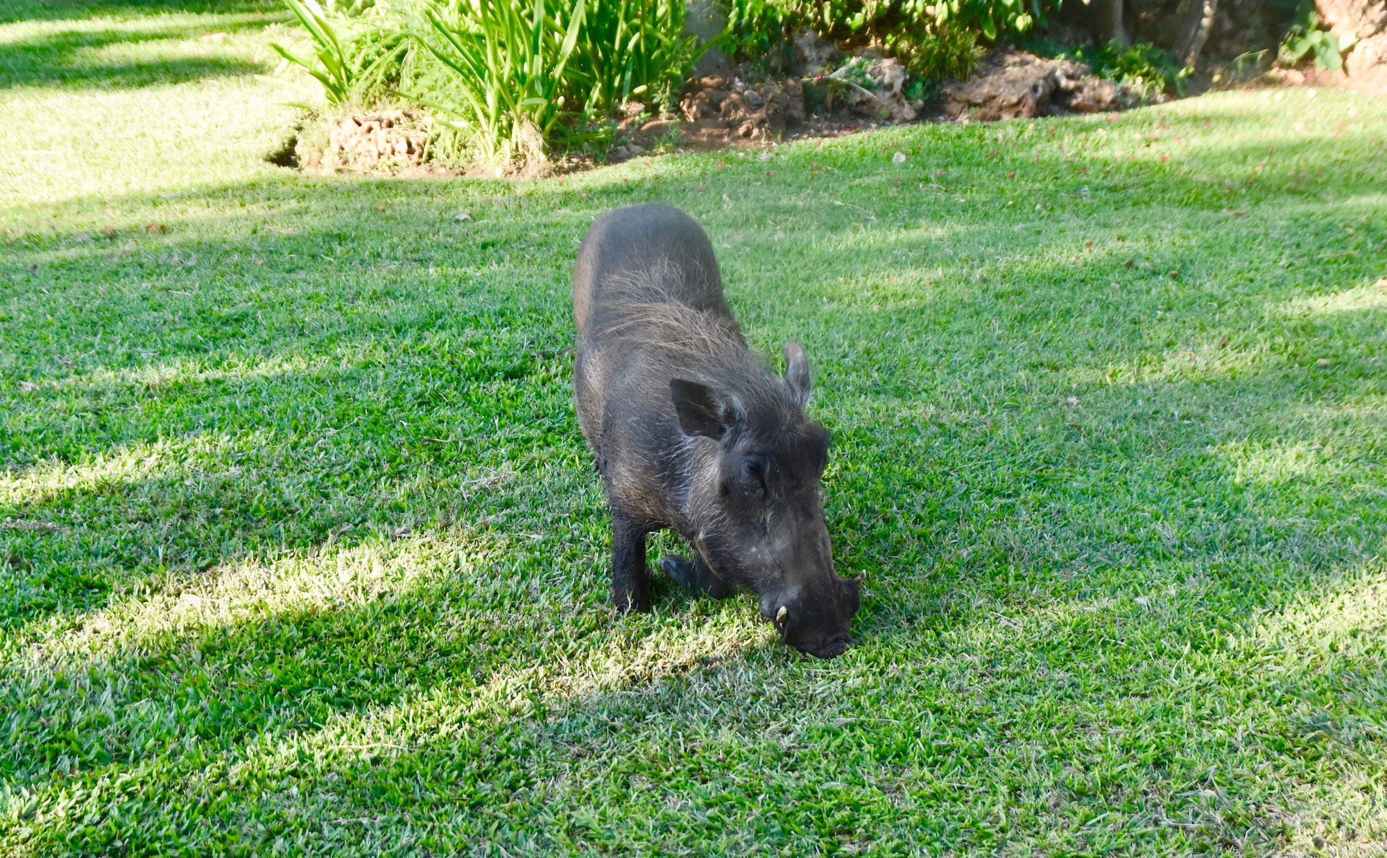 Warthog at A'Zambezi lodge