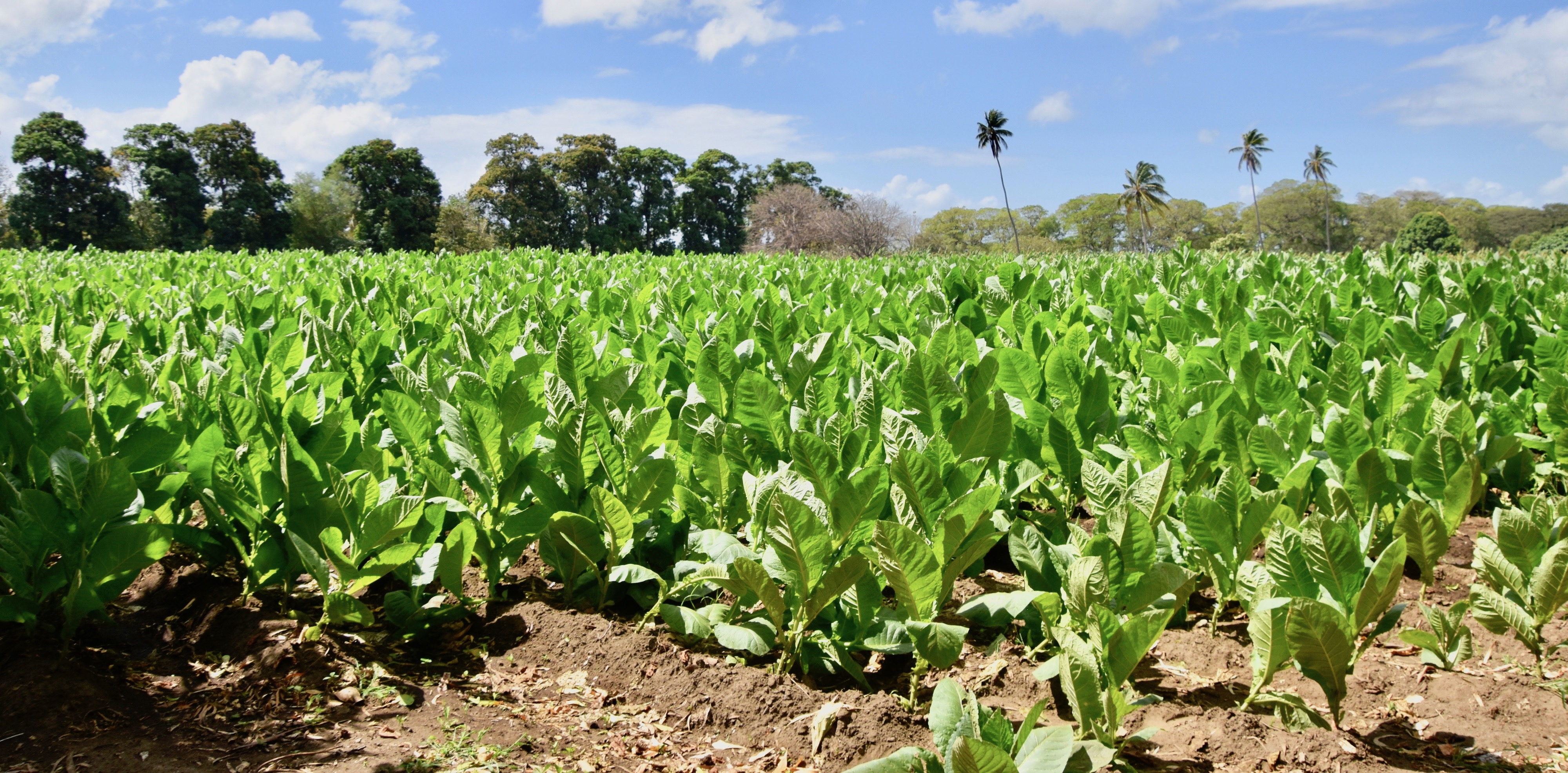 Tobacco Field, Ometepe