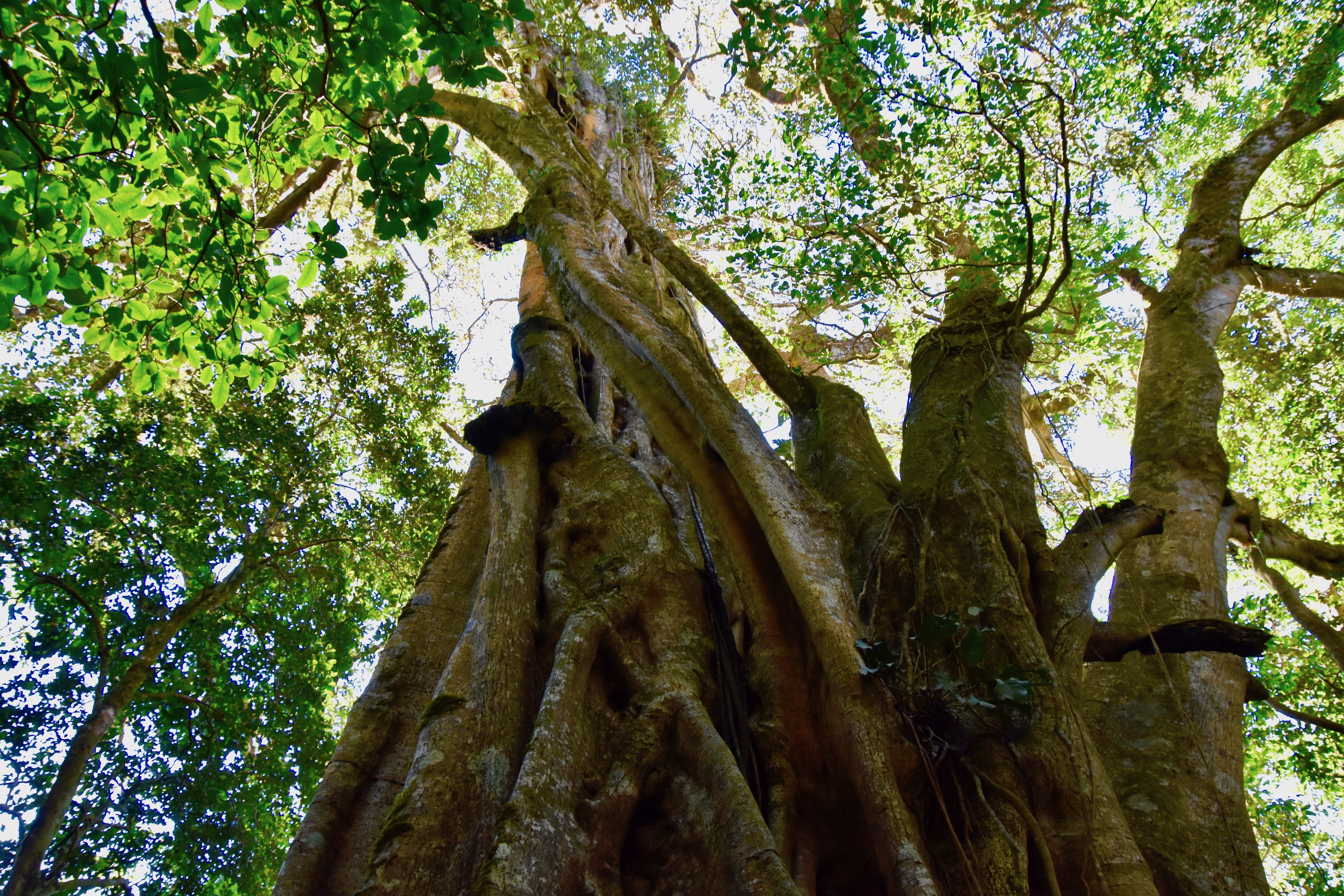 Giant Fig Tree, Monteverde