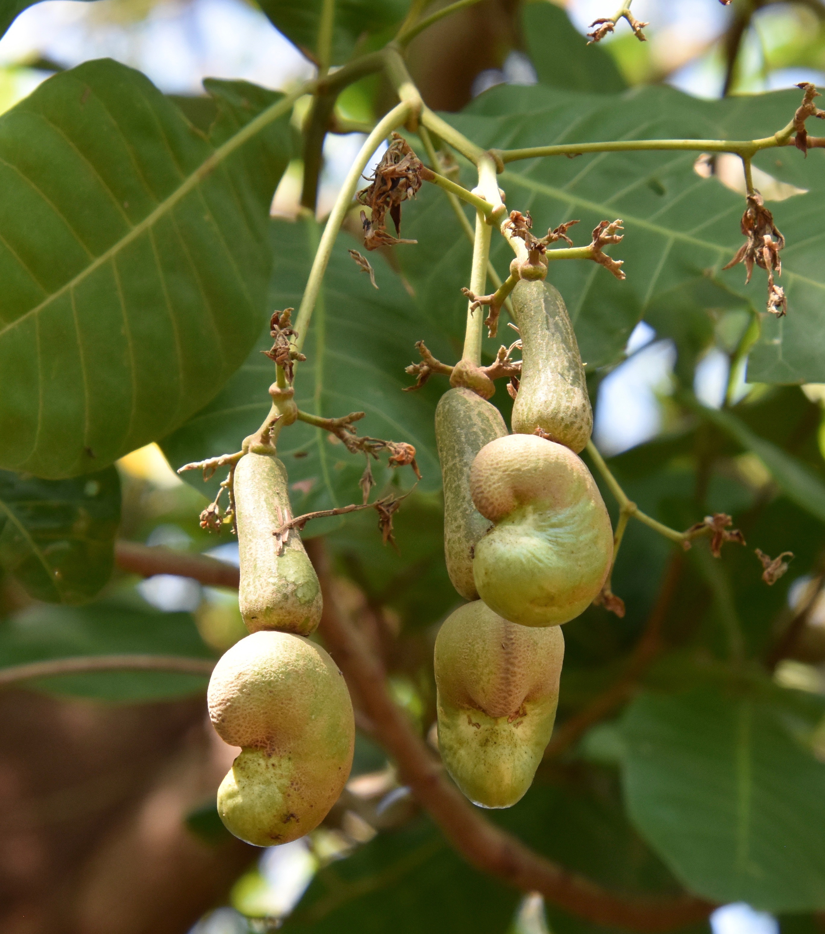 Indigo farm cashew nuts