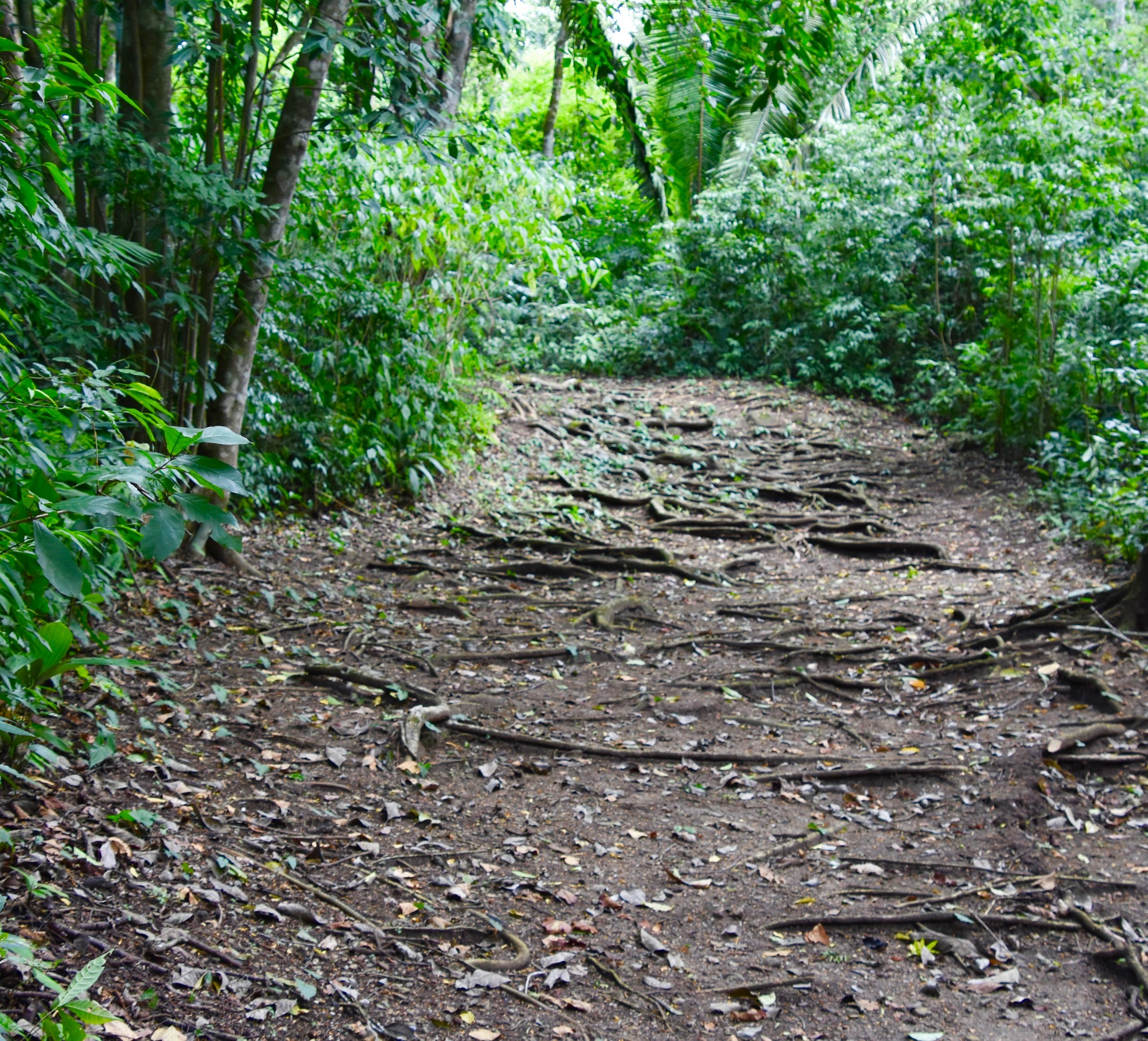 The Path in to Caracol