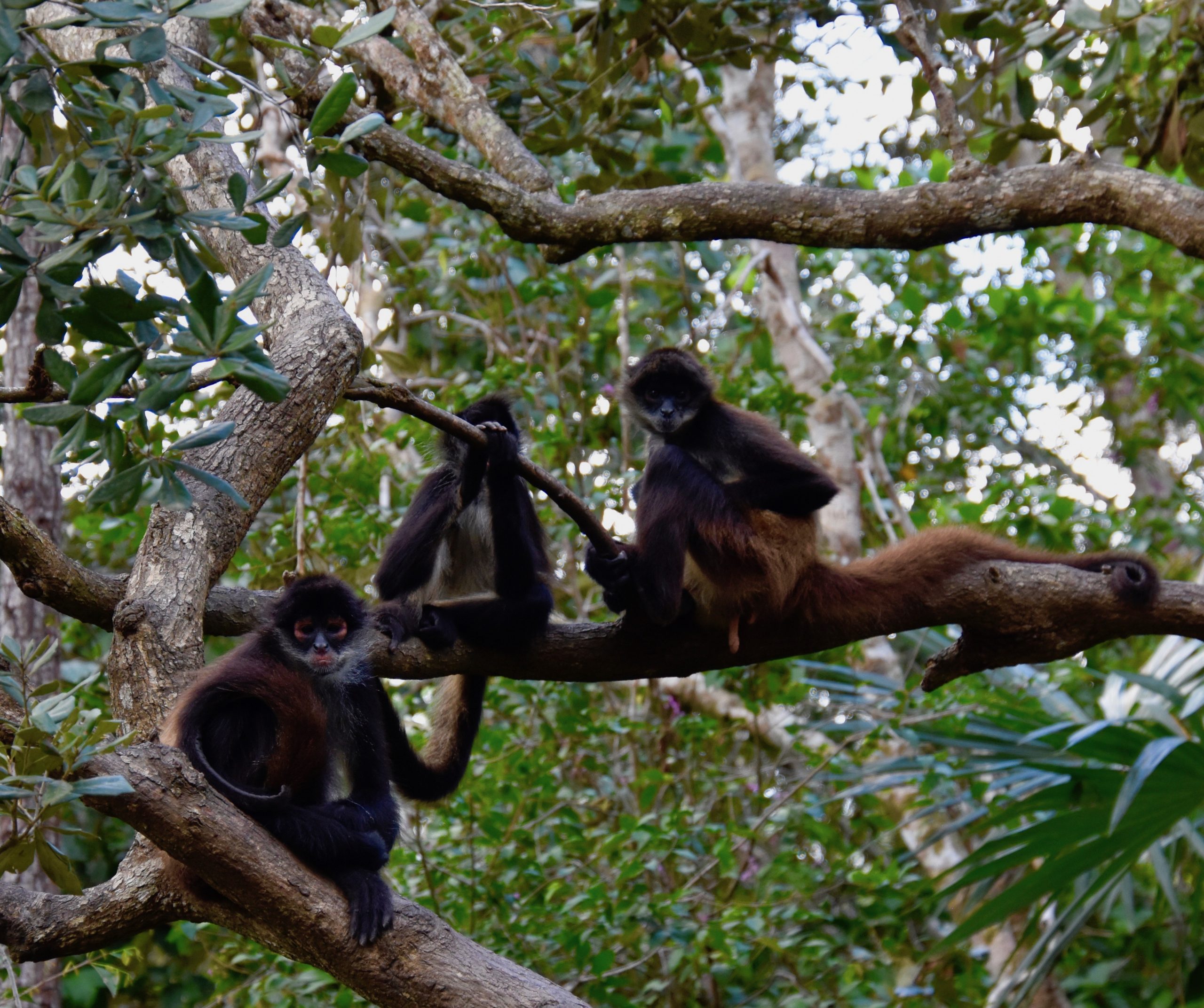 Spider Monkey Trio, Belize Zoo