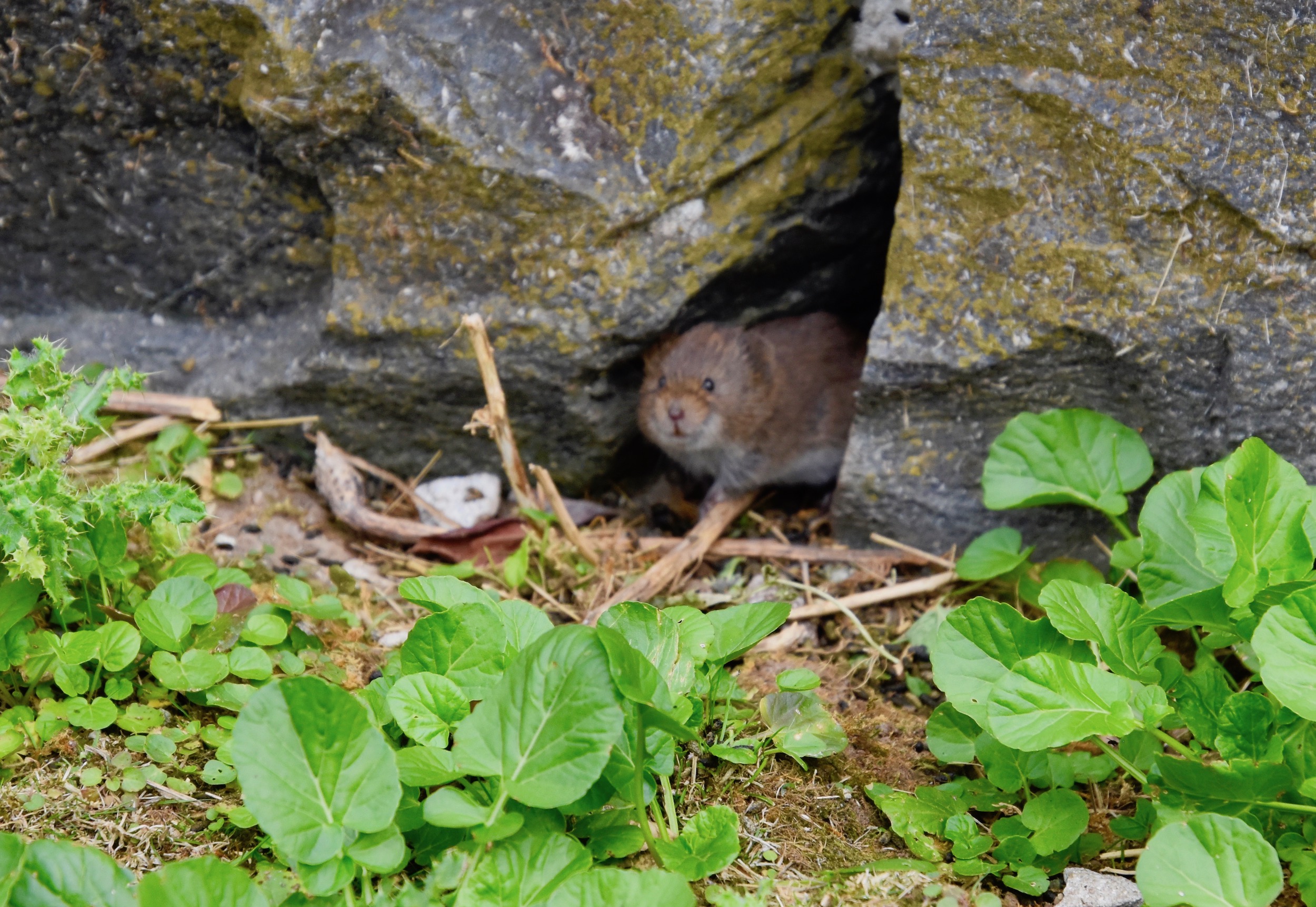 Curious Vole, Georges Island